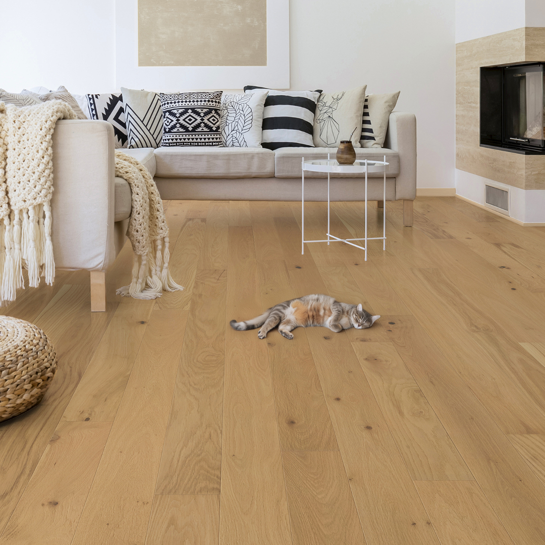  Journée Internationale Du Chat Article